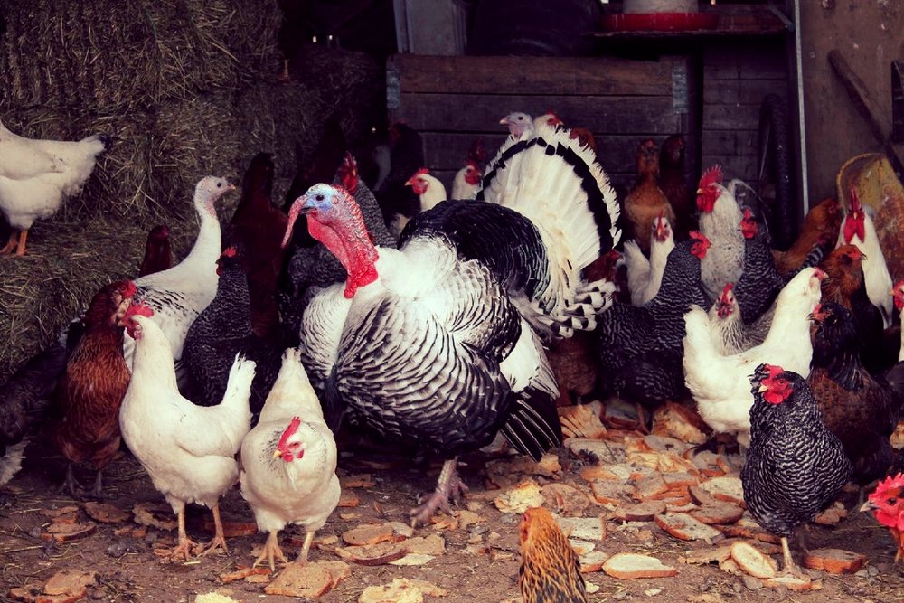 getting ready for thanksgiving cooking recipes