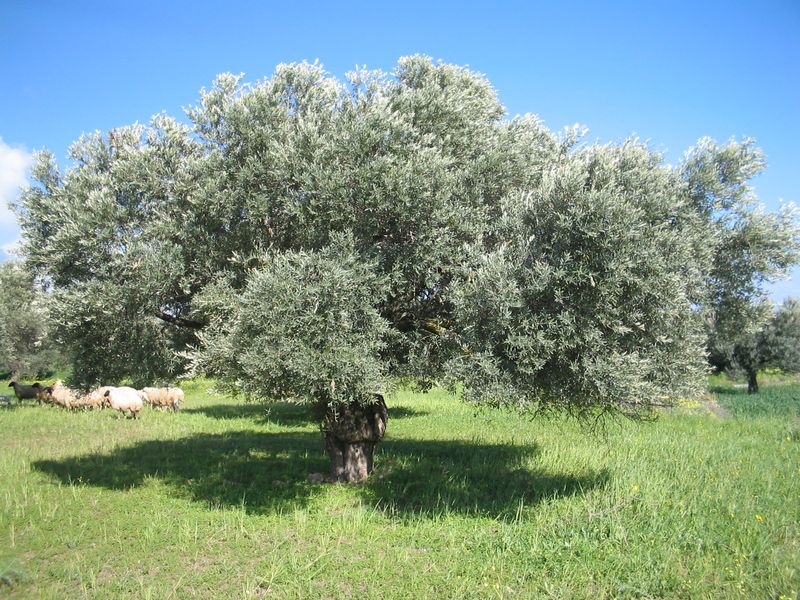 Olive Tree Olive Tree