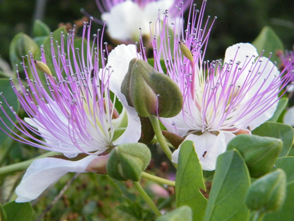 Caper's flowers Caper's flowers