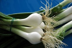 Cipollotto Nocerino