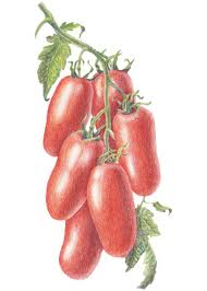 San Marzano San Marzano
