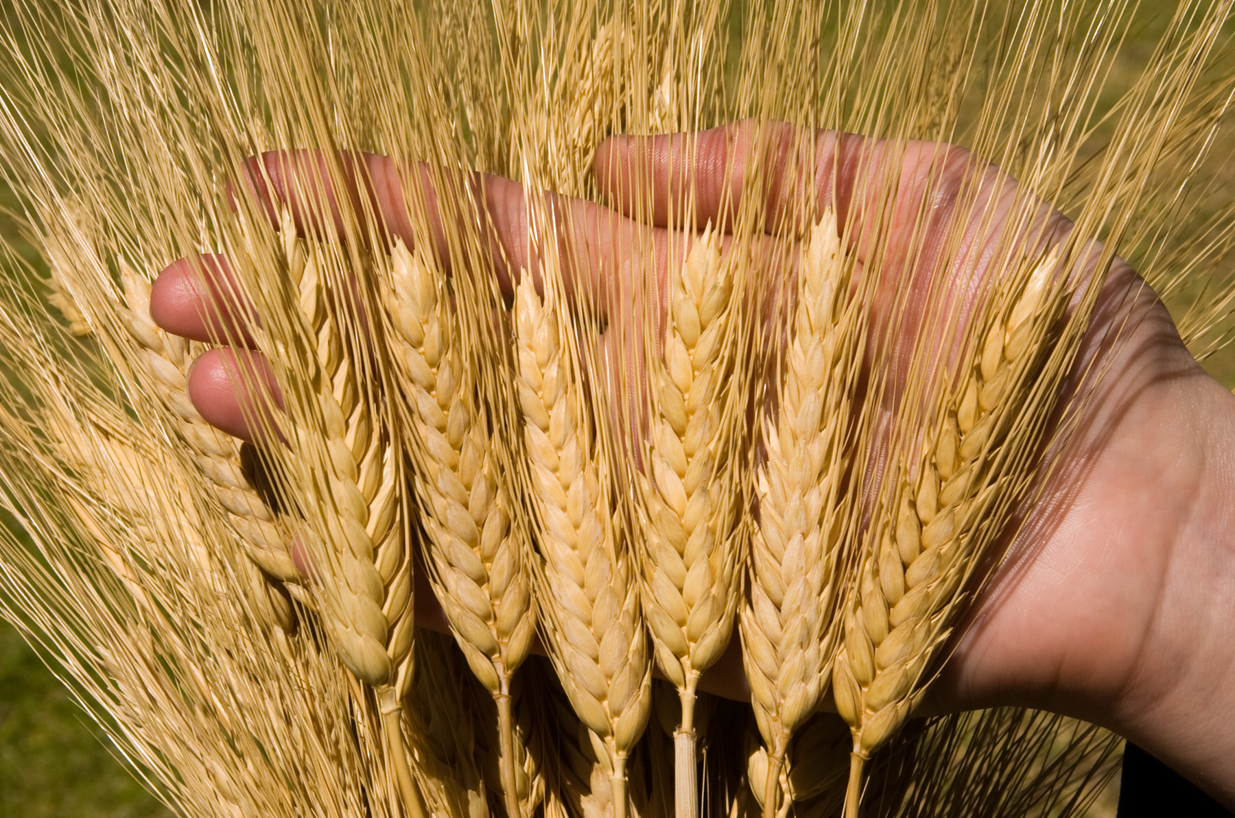 The “local-ness” Whole Grain Wheat Pasta