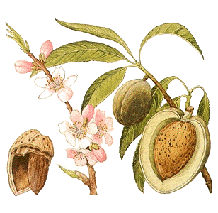 Almond Almond