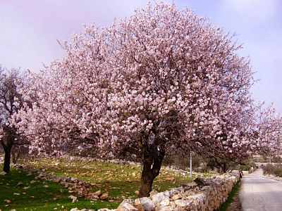 Almonds trees