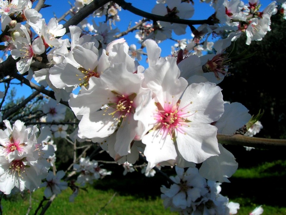 Noto Almonds