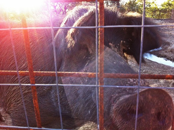 Silvio the Nebrodi pig