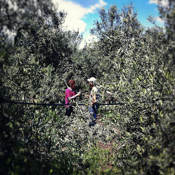 coffee in the olive groves