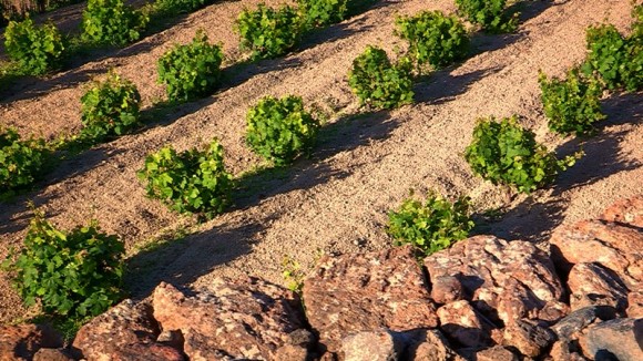 Alberelli di Pantelleria