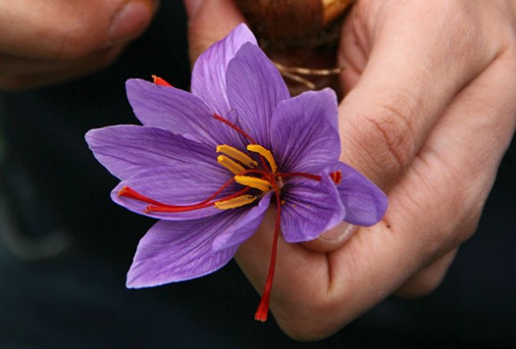 saffron-picking-in-italy