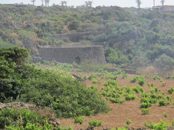 pantelleria sicily capers