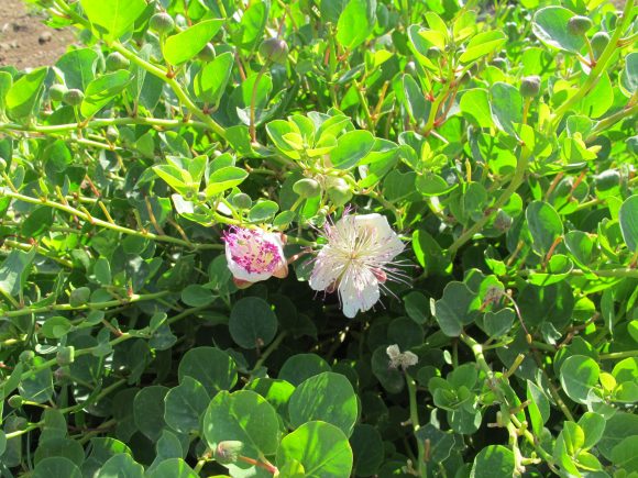 pantelleria sicily capers