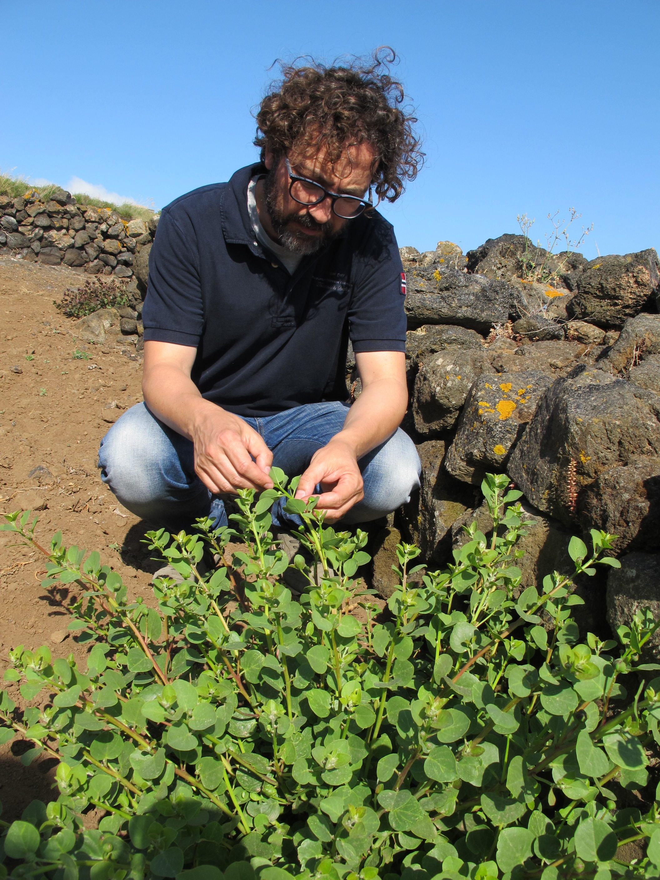 pantelleria sicily capers