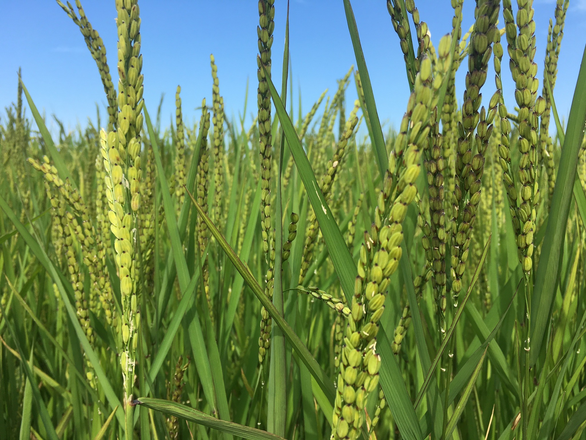 Gazzani rice carnaroli via lone nano verona