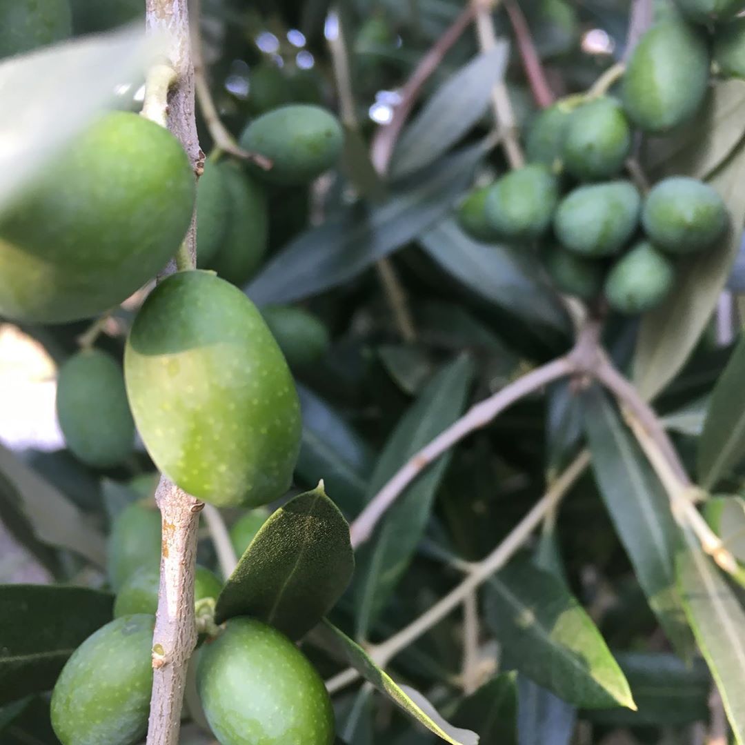 Raccolta 2019/2020 olive harvest Italy