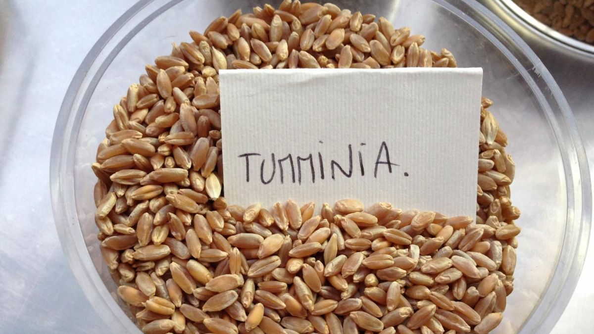 tumminia wheat