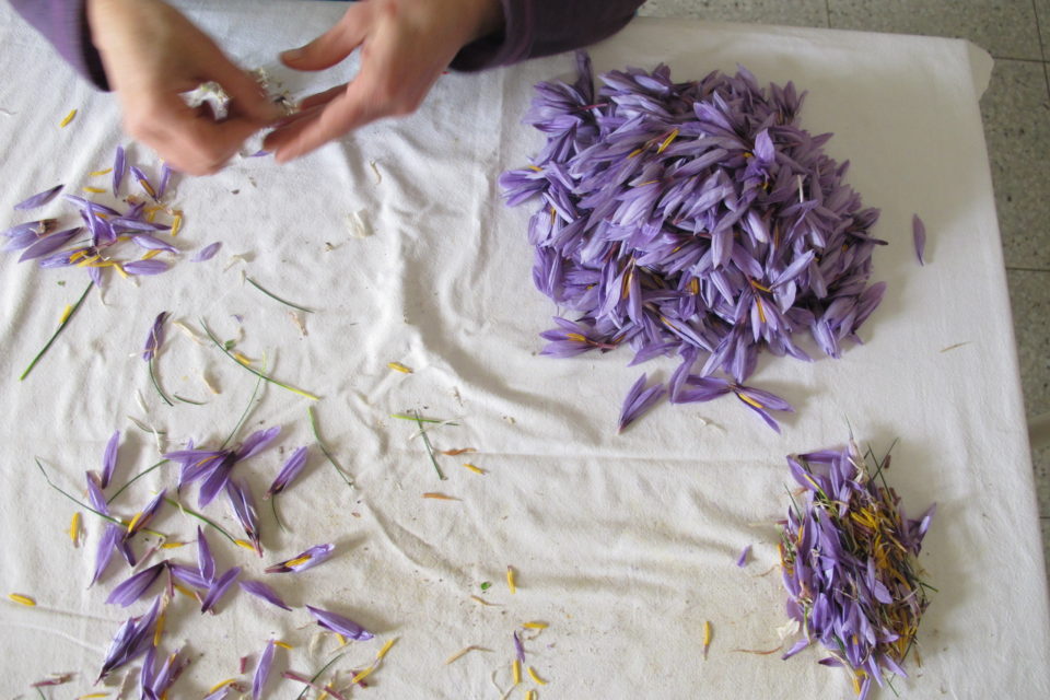 harvesting saffron from crocus flowers