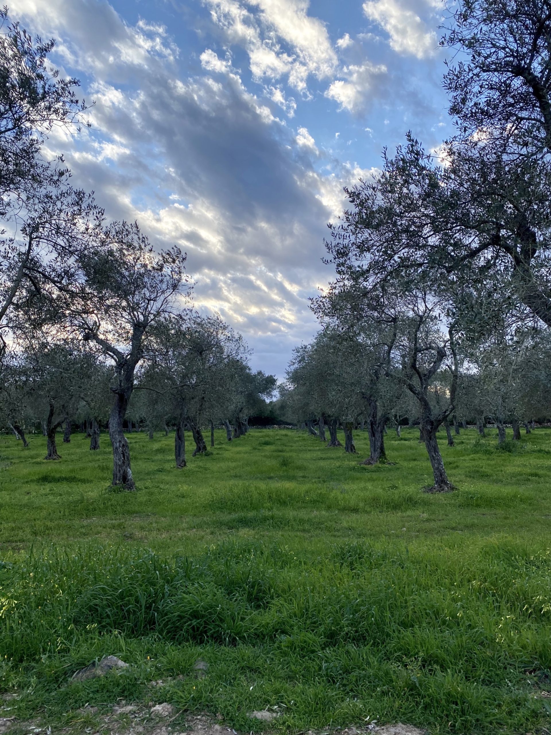 Sardegna extra virgin olive oil