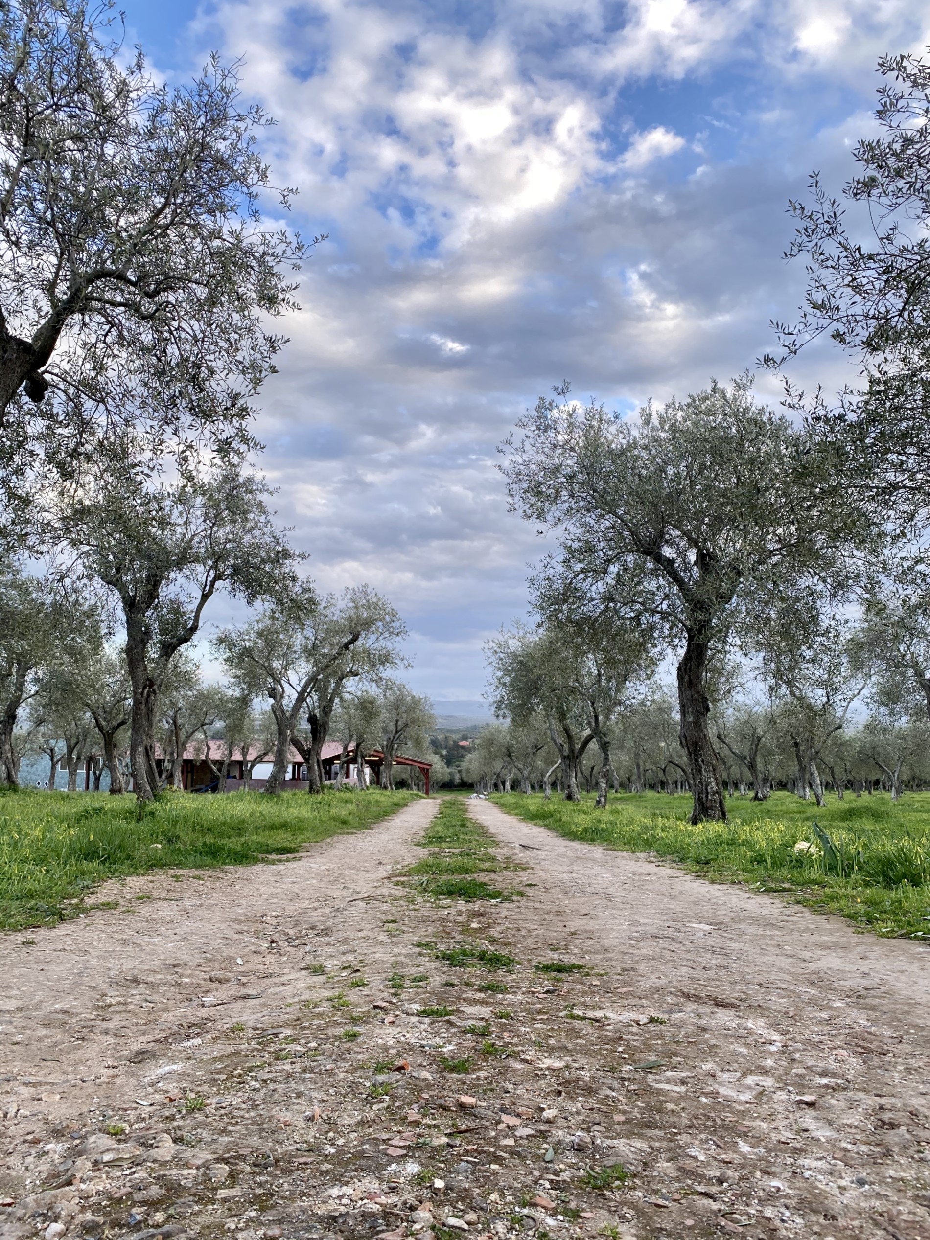 Sardegna extra virgin olive oil