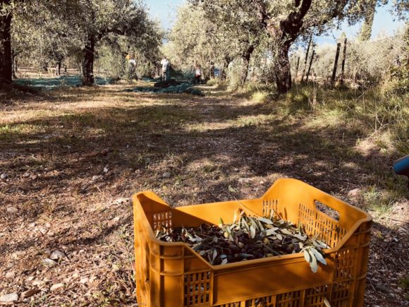 Extra virgin olive oil umbria gustiamo italy's best foods