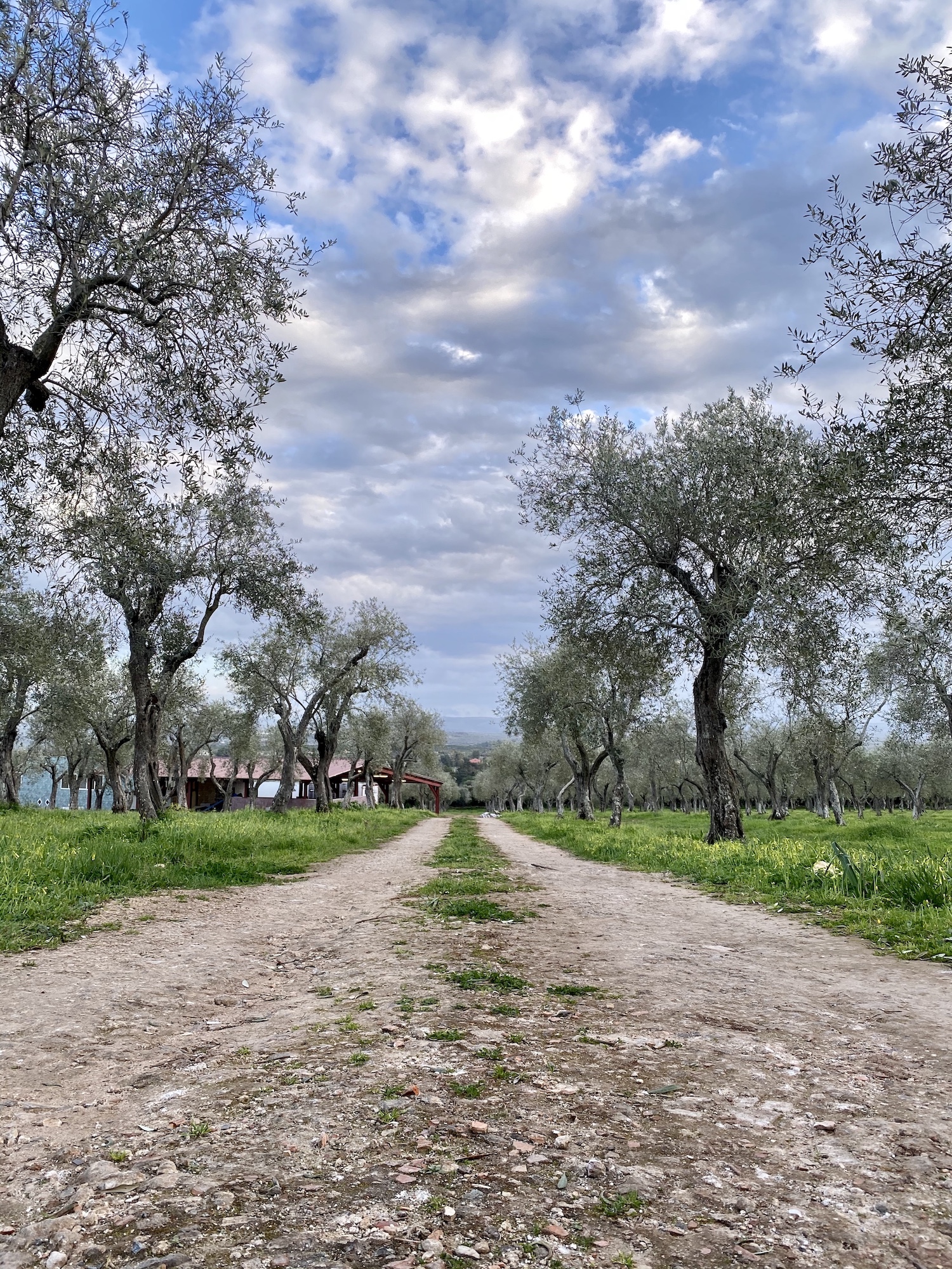 Antichi Uliveti Sardegna olive oil Gustiamo