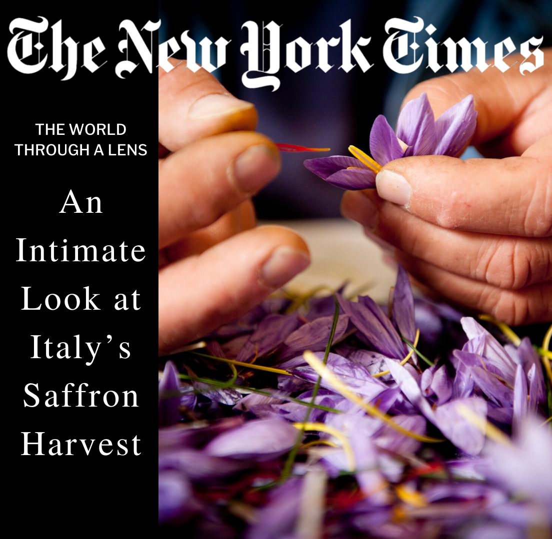 Saffron Harvest Navelli Aqulia Abruzzo New York Times Gustiamo