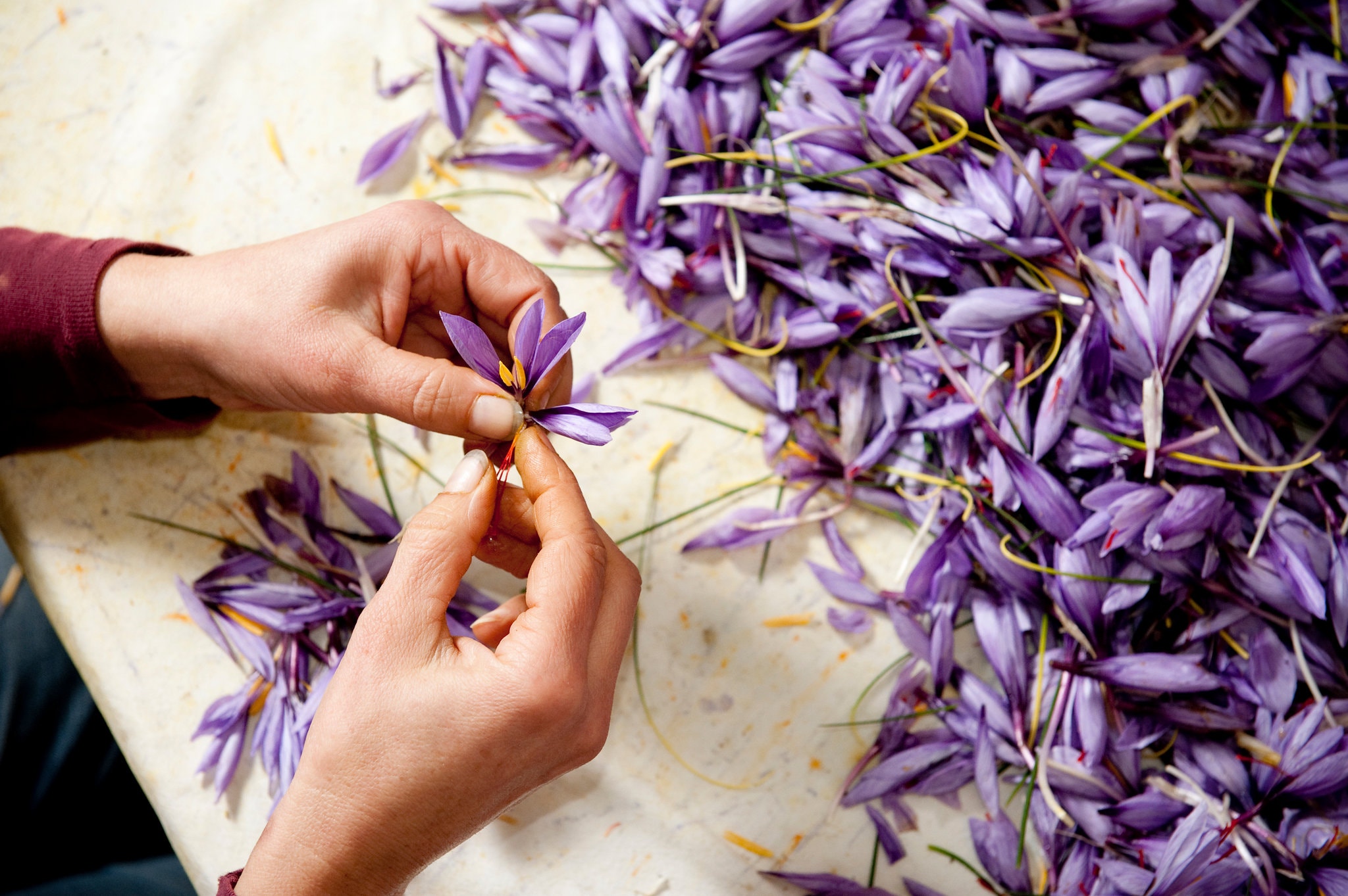 New York Times Saffron Harvest Navelli Abruzzo Gustiamo