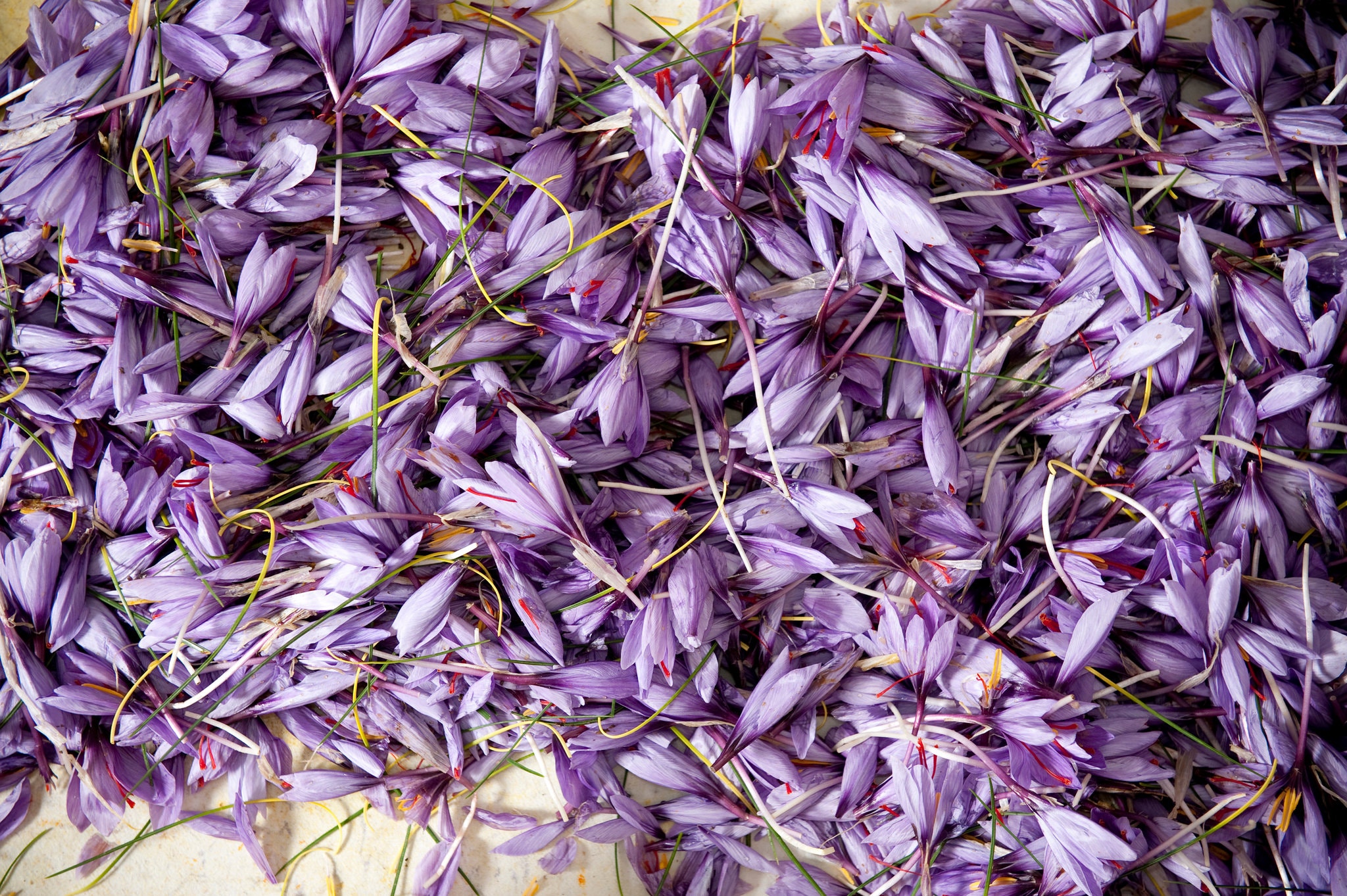 New York Times Saffron Harvest Navelli Abruzzo Gustiamo