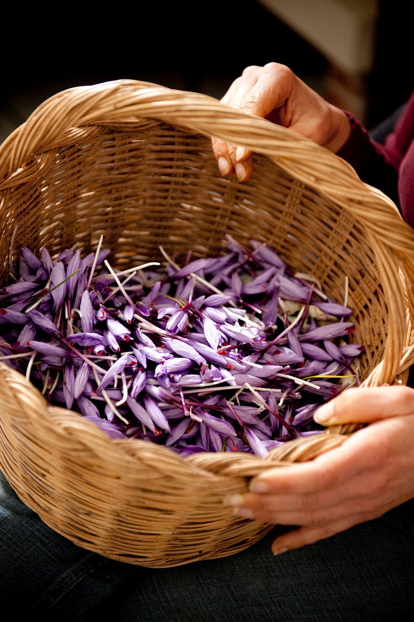 New York Times Saffron Harvest Navelli Abruzzo Gustiamo