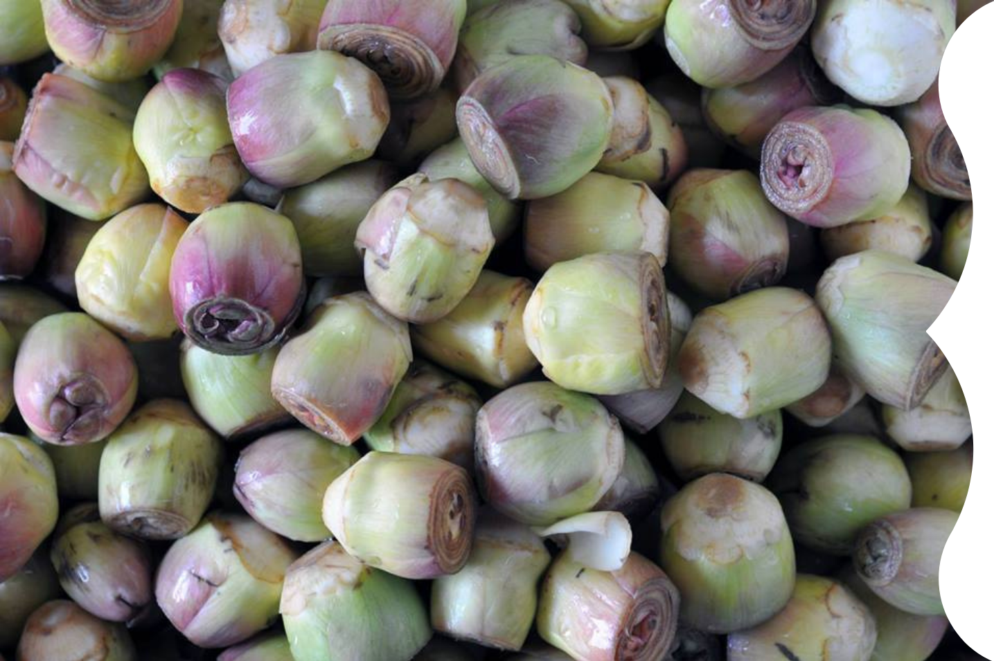 Maida Artichokes new harvest from campania gustiamo italy's best foods