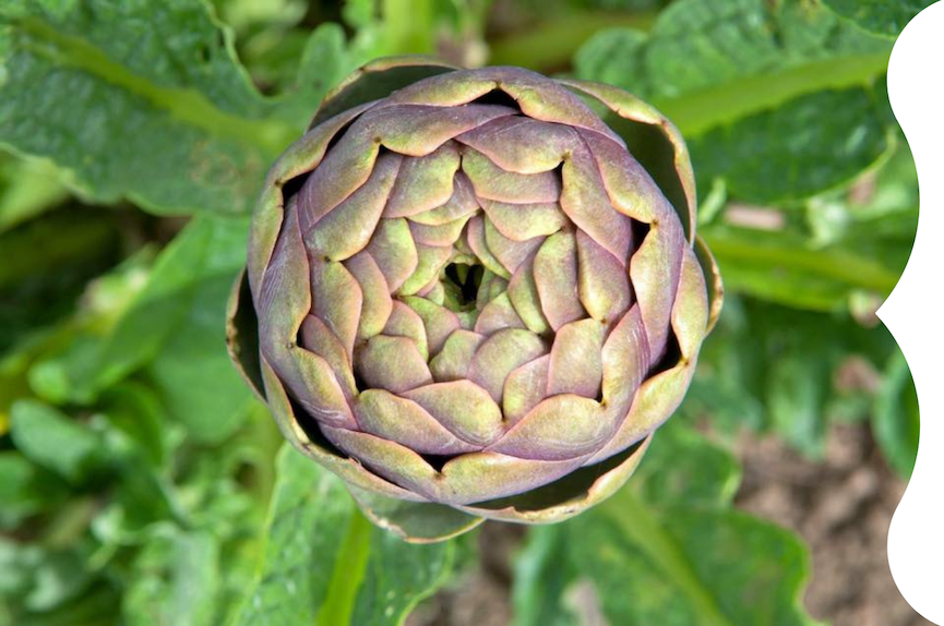 Maida Artichokes new harvest from campania gustiamo italy's best foods