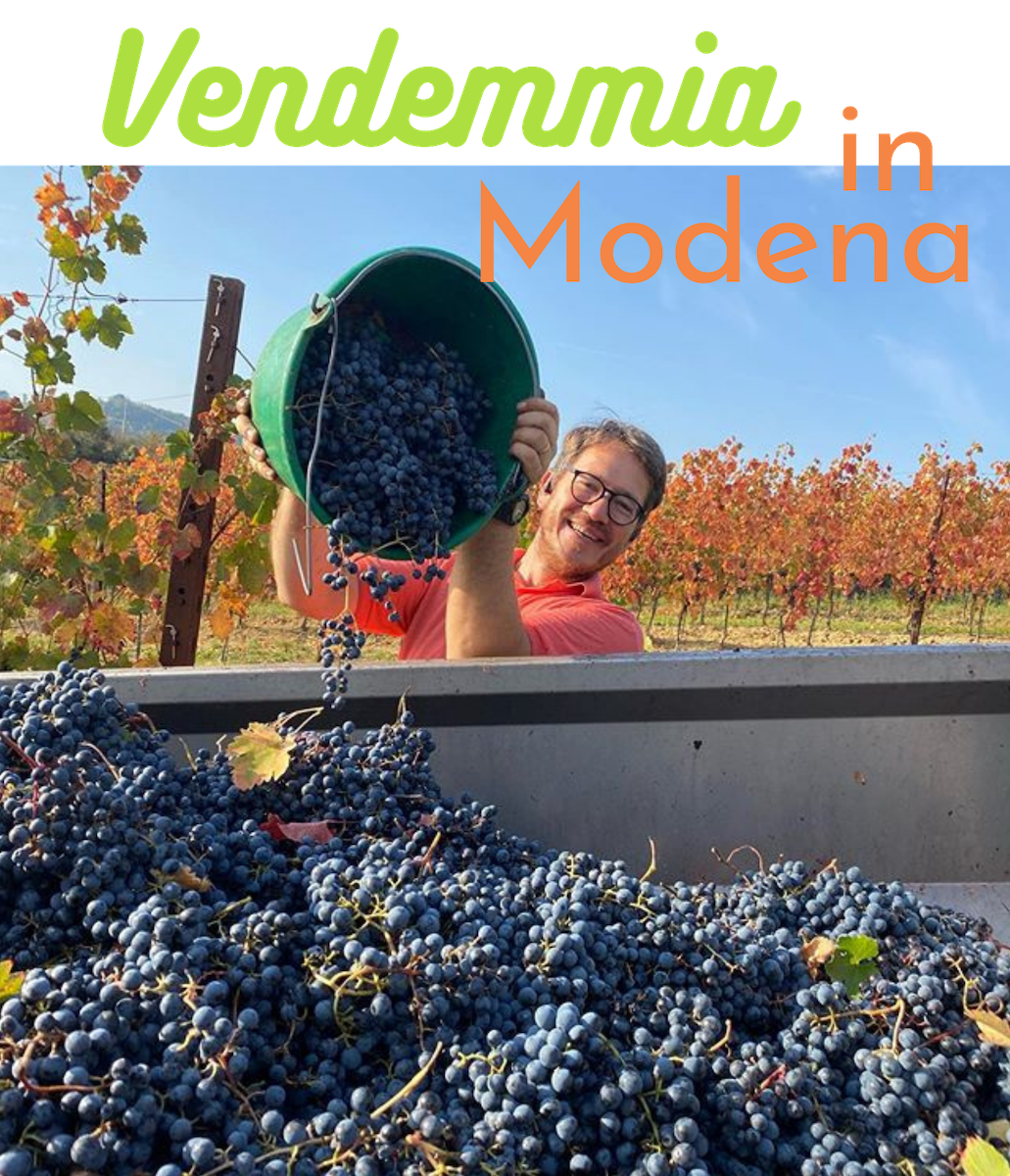 Modena grape harvest vendemmia traditional balsamic vinegar