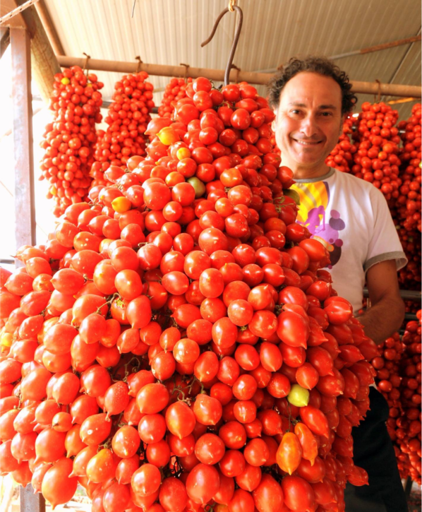 Piennolo tomatoes Mount Vesuvius heritage variety