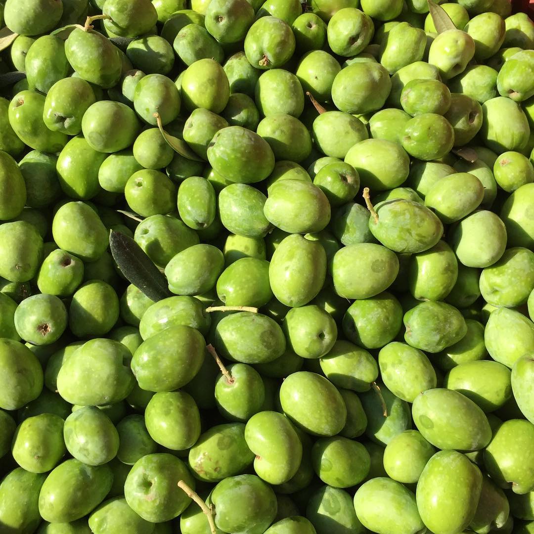 castelvetrano olives sicily pianogrillo nocellara del belice