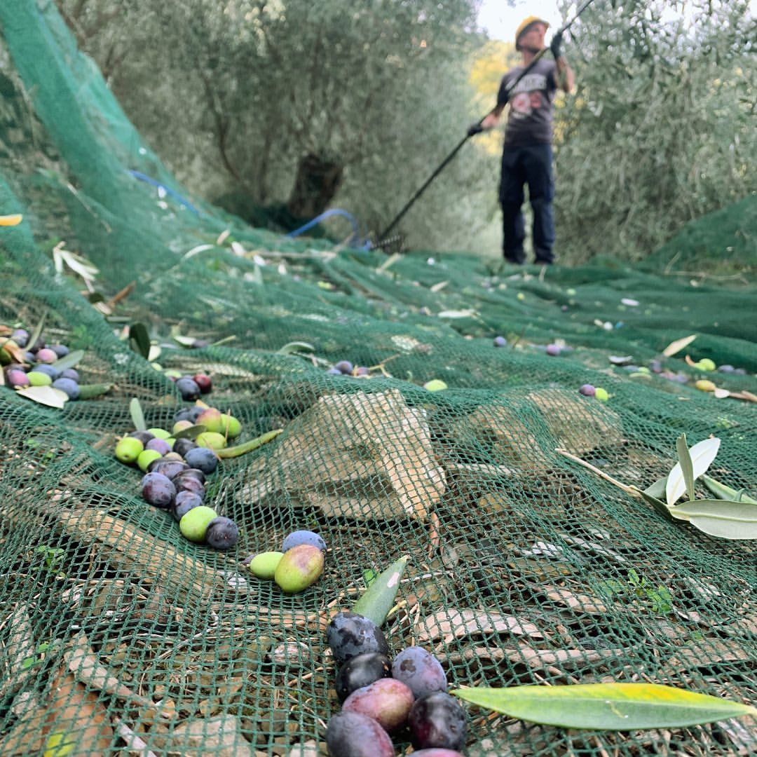 taggiasca olive oil from liguria 2021/2022 new harvest