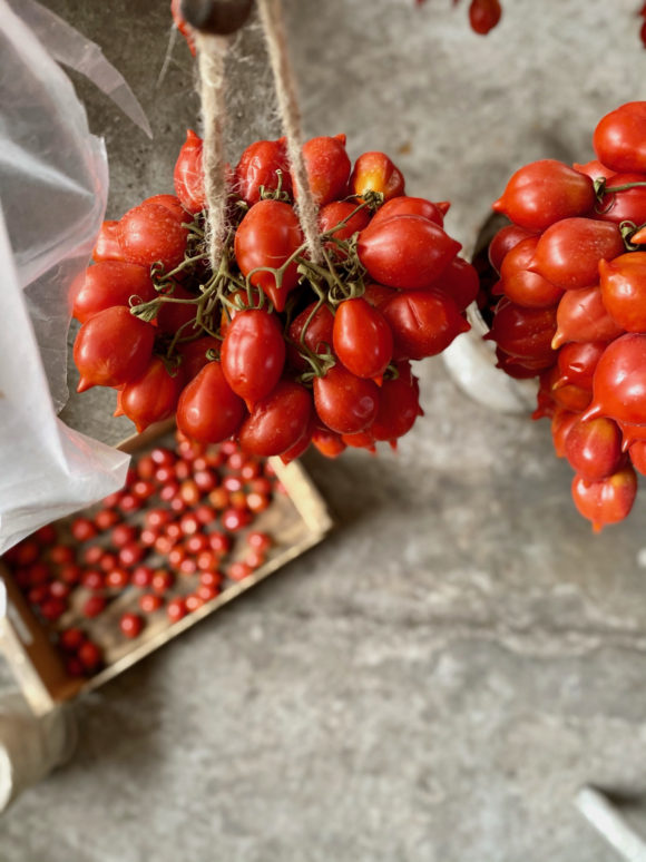 Piennolo tomatoes hanging in a room