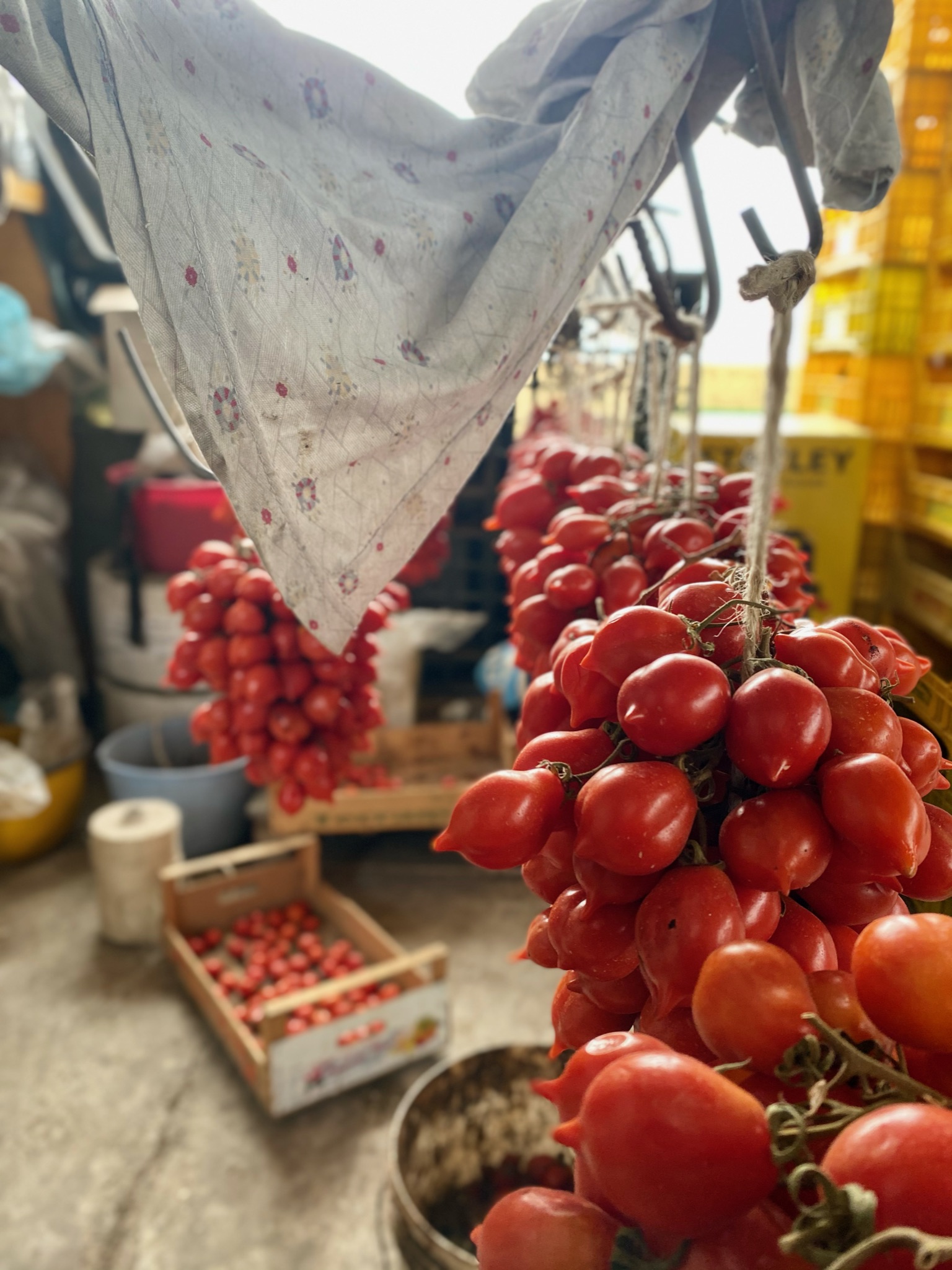 Piennolo tomatoes hanging in a room