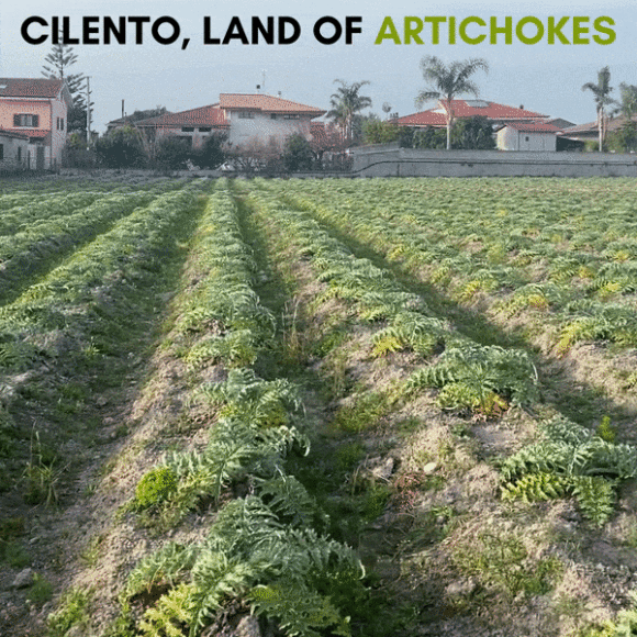 Cilento land of artichokes carciofini Maida