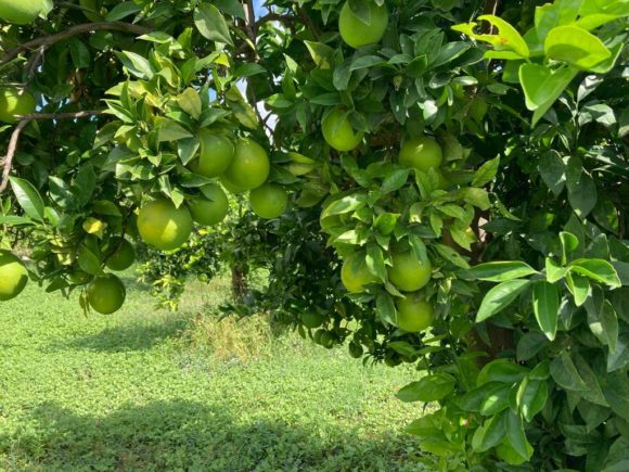 Citrus tree with green fruits and grass