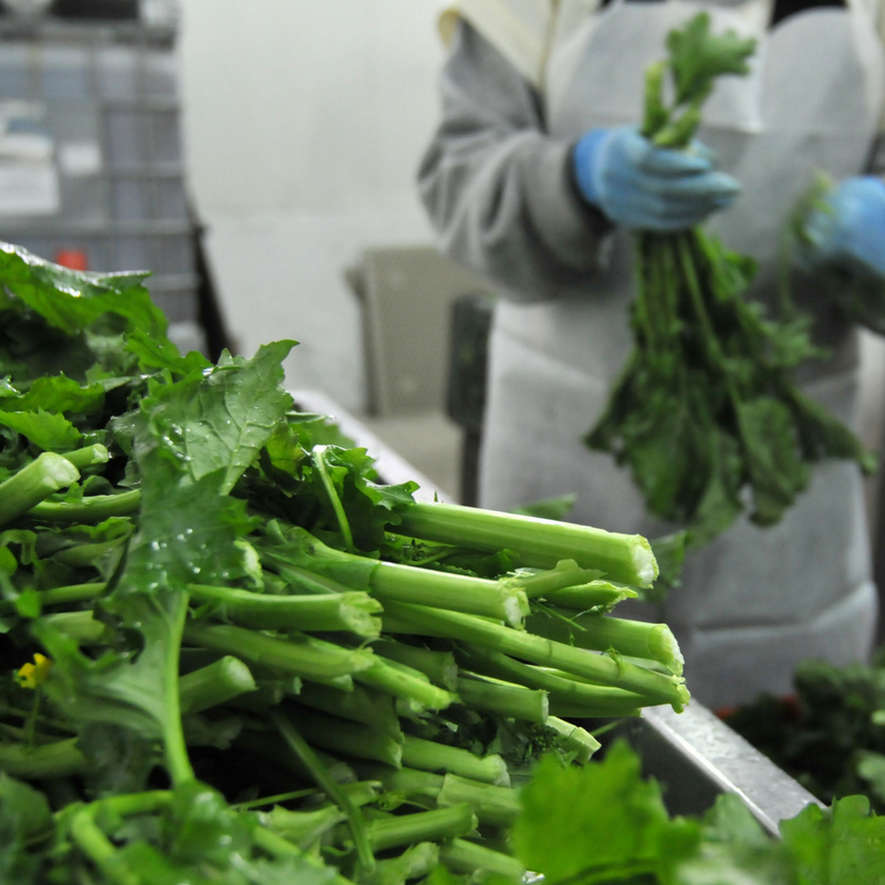 broccoli friarielli campania maida farm