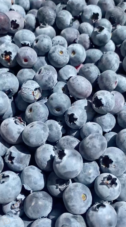 wild blueberry lake como mirtilli frutti di bosco