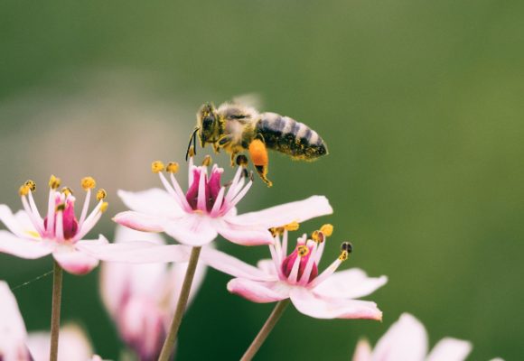 raw organic wildflower bee pollen from sardegna