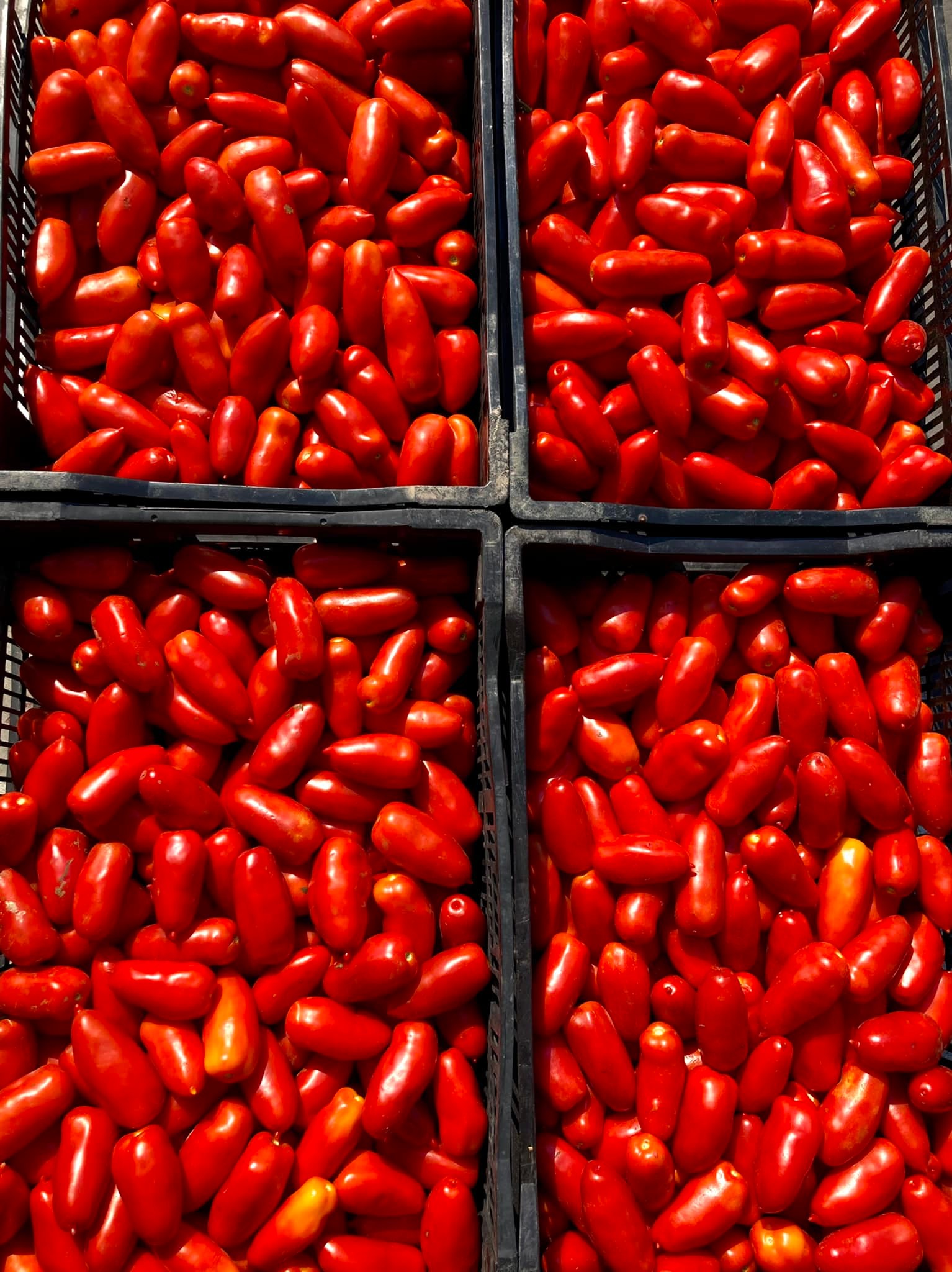 San Marzano DOP Tomatoes. What's The Big Deal? - What A Girl Eats