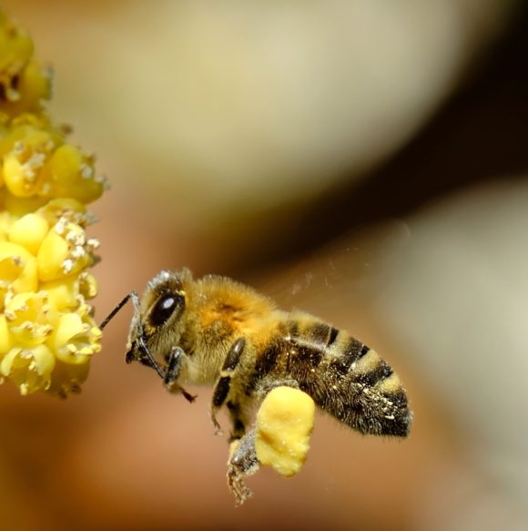 raw organic wildflower bee pollen from sardegna