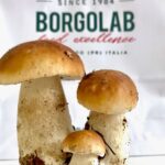 porcini sott'olio borgolab mushrooms
