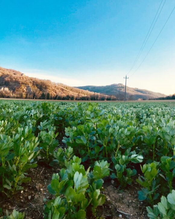 fava bean plants growing in a feild