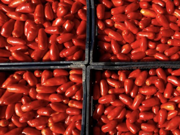 dop san marzano tomatoes in crates