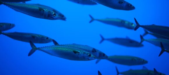 Sicilian tinned fish Testa conserve pescatori nel Mediterraneo