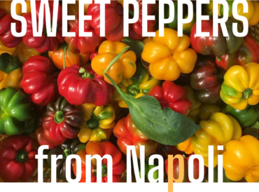 Papaccelle sweet peppers from Naples