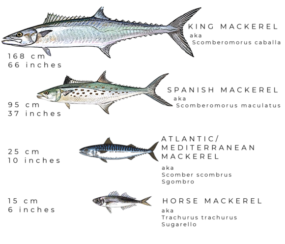 different mackerel species sgombro mercury levels