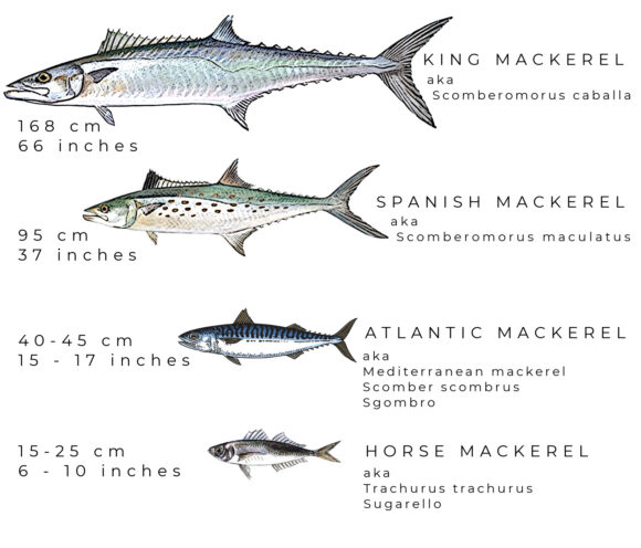 different mackerel species sgombro mercury levels